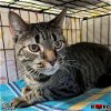 adoptable Cat in maryville, tn, TN named Shiva