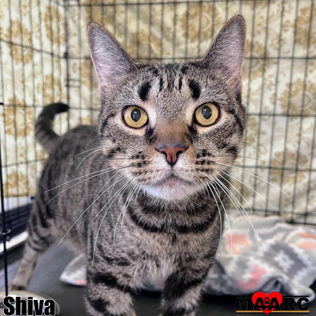 adoptable Cat in Maryville, TN named Shiva