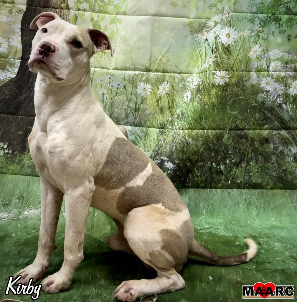 adoptable Dog in Maryville, TN named Kirby