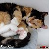 adoptable Cat in maryville, tn, TN named Kasey Khane