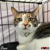 adoptable Cat in maryville, tn, TN named Reesie
