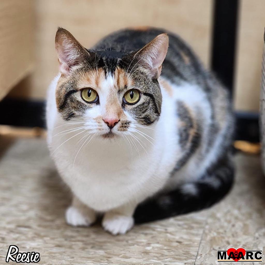 adoptable Cat in Maryville, TN named Reesie