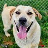adoptable Dog in maryville, tn, TN named Marty