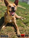 adoptable Dog in , TN named Queen