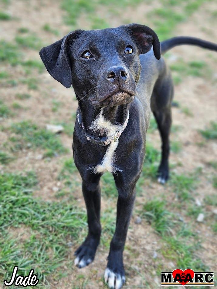 adoptable Dog in Maryville, TN named Jade