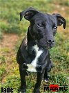 adoptable Dog in maryville, TN named Jade