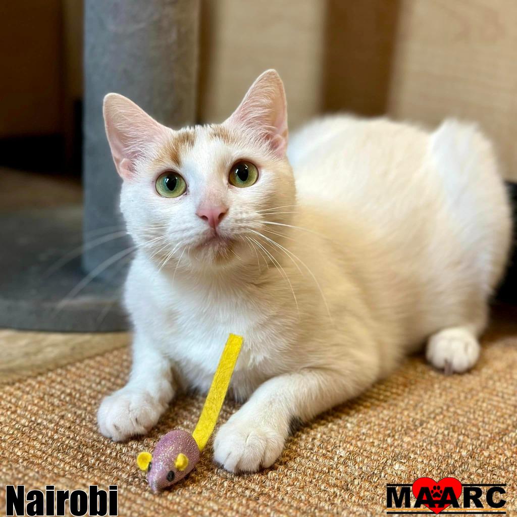 adoptable Cat in Maryville, TN named Nairobi