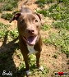 adoptable Dog in maryville, TN named Buddy
