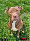 adoptable Dog in  named Buddy