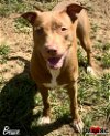 adoptable Dog in  named Bessie