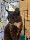 adoptable Cat in maryville, TN named Aria