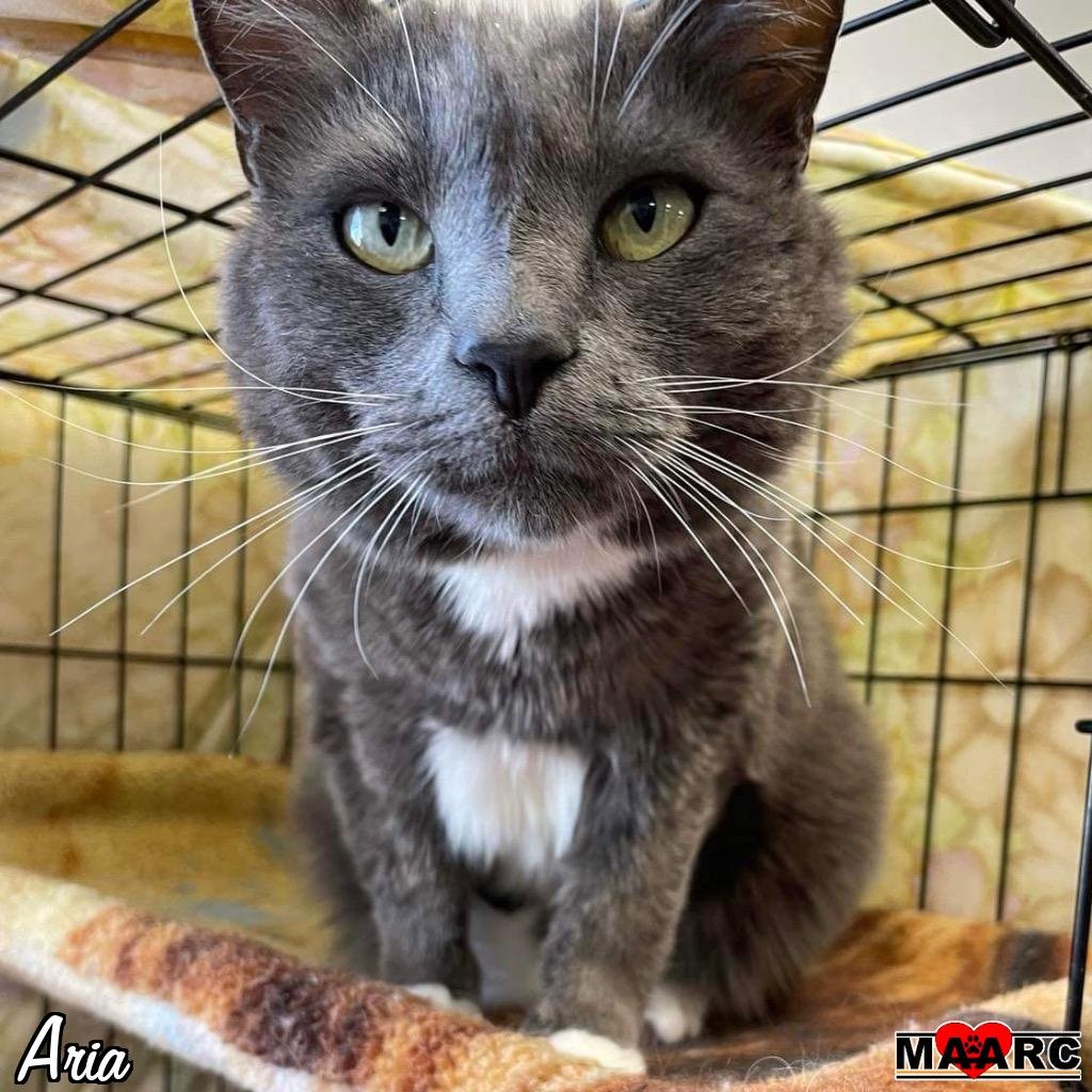 adoptable Cat in Maryville, TN named Aria
