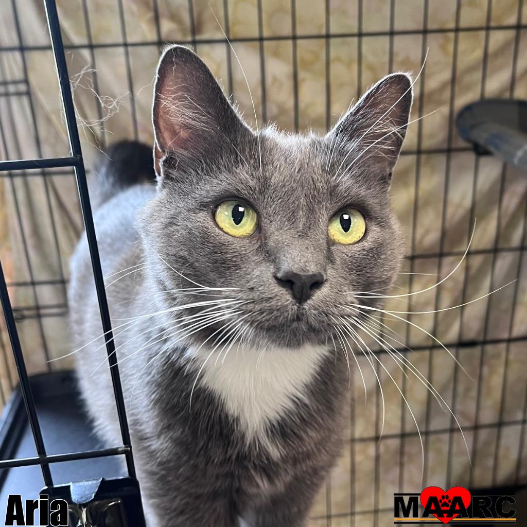 adoptable Cat in Maryville, TN named Aria