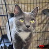 adoptable Cat in , TN named Aria