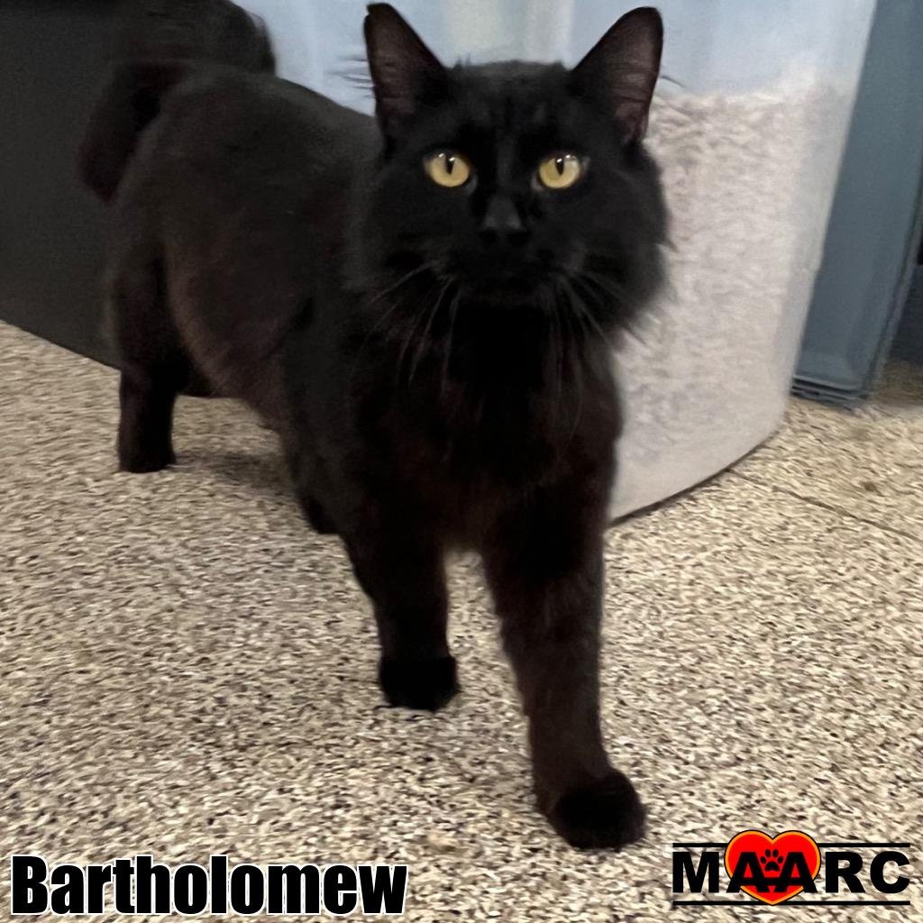 adoptable Cat in Maryville, TN named Bartholomew