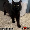 adoptable Cat in  named Bartholomew