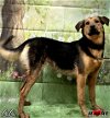adoptable Dog in maryville, TN named GiGi