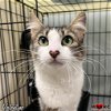 adoptable Cat in maryville, TN named Valentine