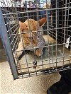 adoptable Cat in maryville, TN named Dublin