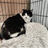 adoptable Cat in maryville, TN named Annie