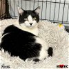 adoptable Cat in maryville, TN named Annie