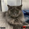 adoptable Cat in  named Susie