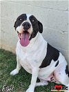 adoptable Dog in  named Ethel