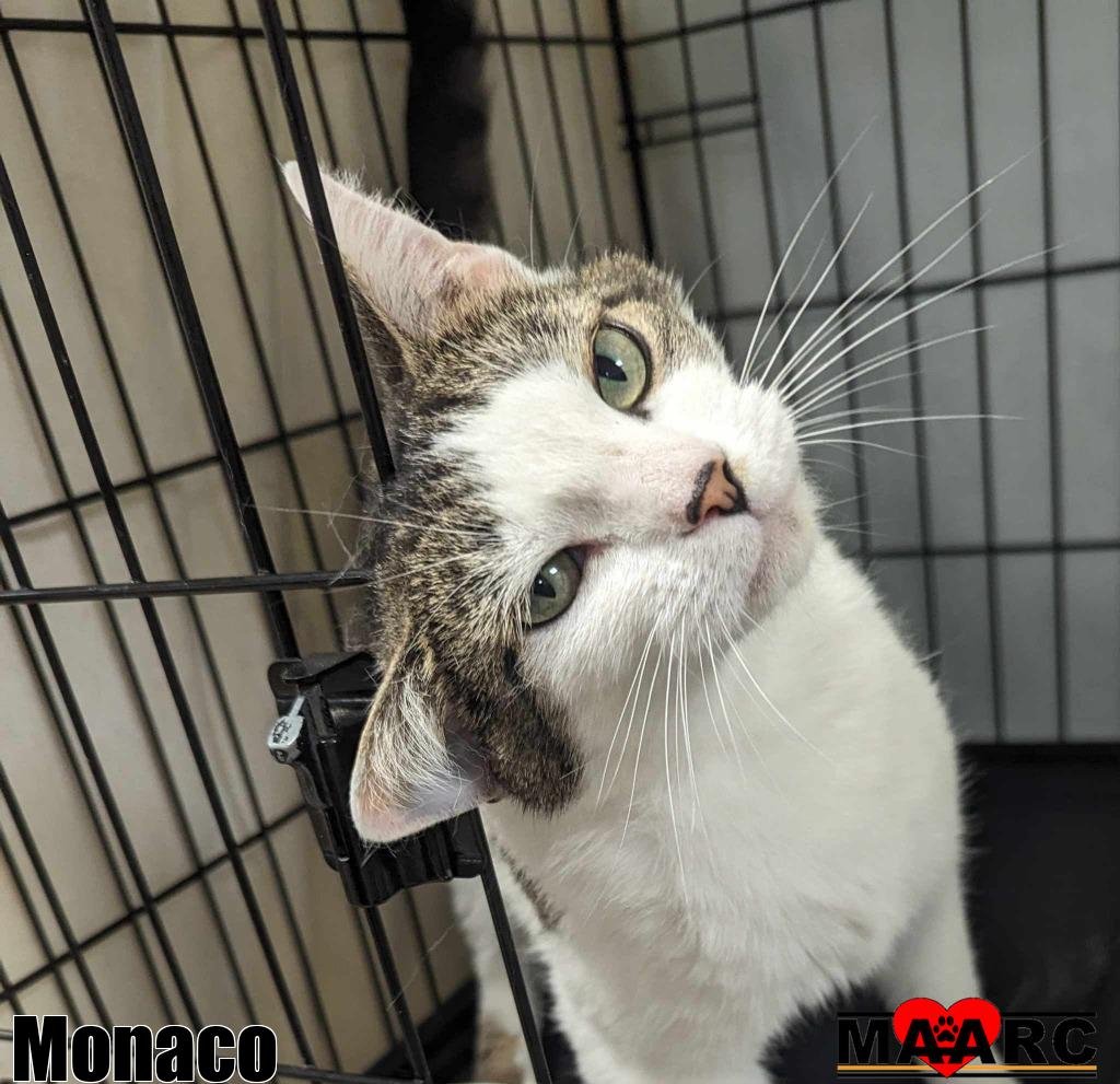 adoptable Cat in Maryville, TN named Monaco