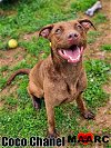 adoptable Dog in maryville, TN named Coco Chanel