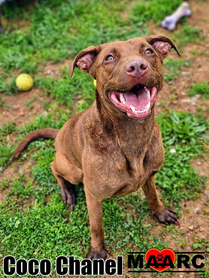 adoptable Dog in Maryville, TN named Coco Chanel