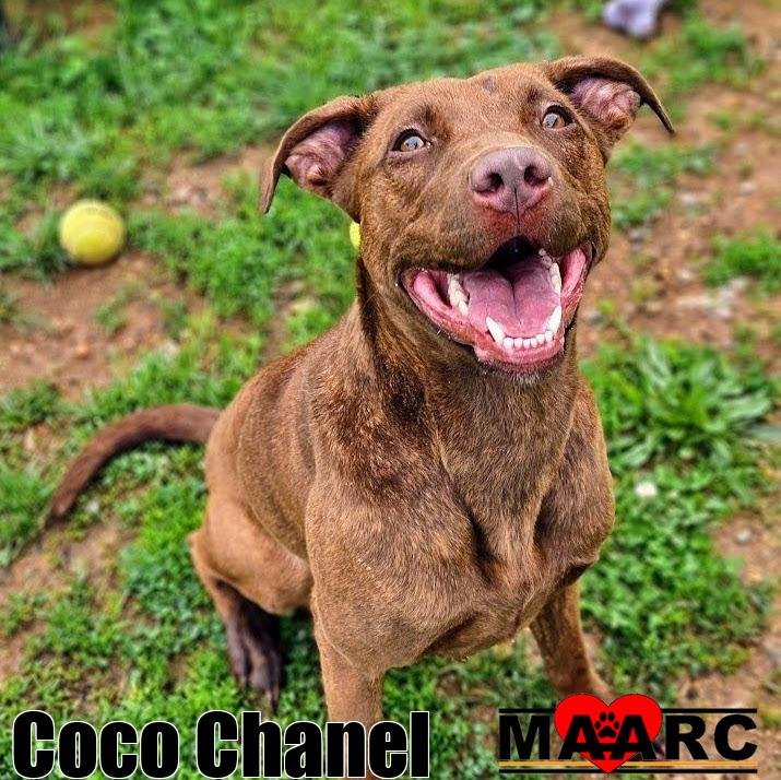 adoptable Dog in Maryville, TN named Coco Chanel