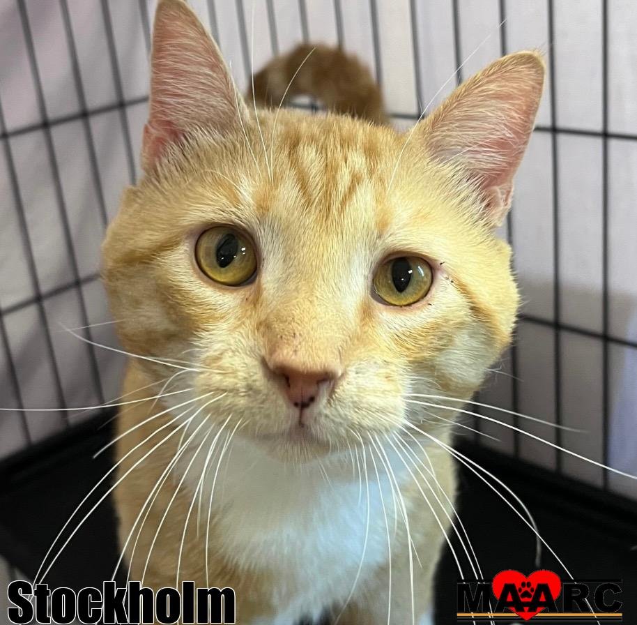 adoptable Cat in Maryville, TN named Stockholm