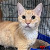 adoptable Cat in  named Dreamsicle