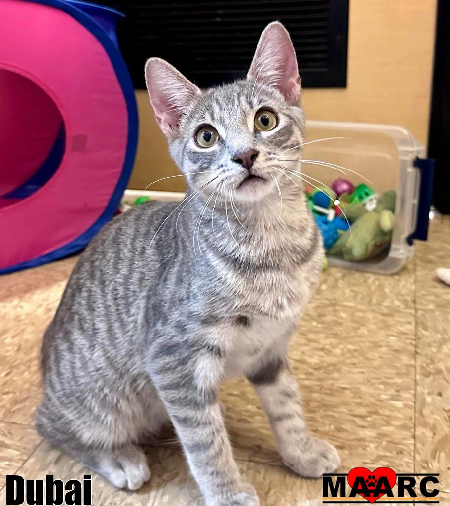 adoptable Cat in Maryville, TN named Dubai