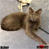 adoptable Cat in  named Asher