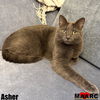 adoptable Cat in Maryville, TN named Asher