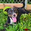 adoptable Dog in Maryville, TN named Hazel