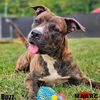 adoptable Dog in Maryville, TN named Buzz