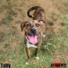 adoptable Dog in Maryville, TN named Taffy