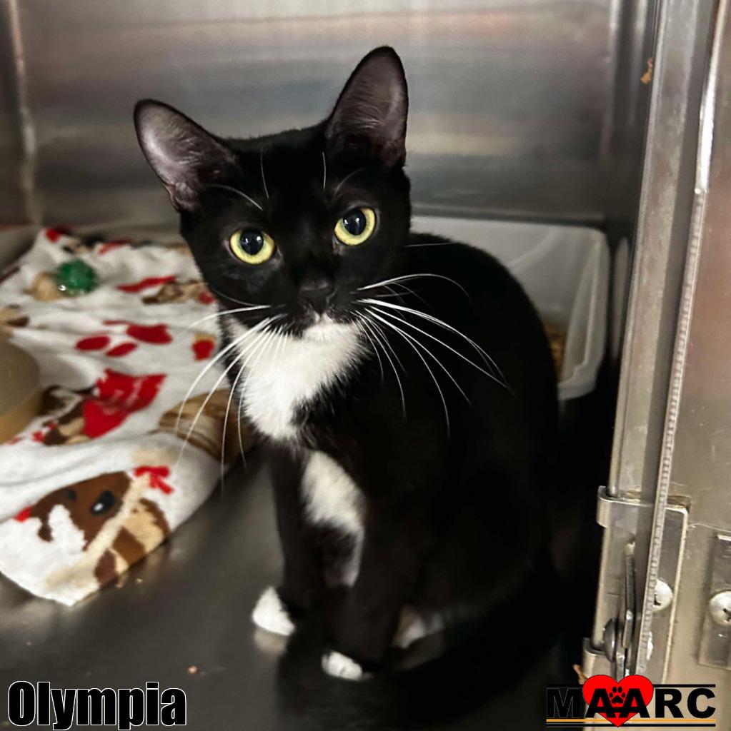 adoptable Cat in Maryville, TN named Olympia