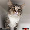 adoptable Cat in Maryville, TN named Miércoles