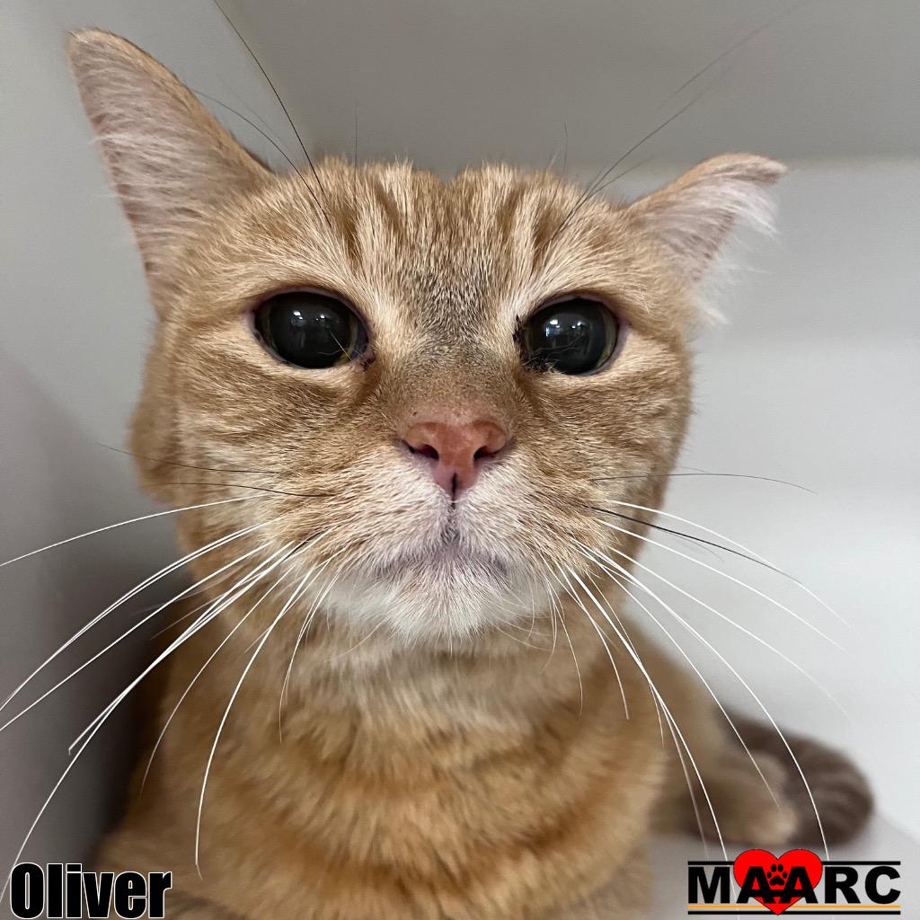 adoptable Cat in Maryville, TN named Oliver