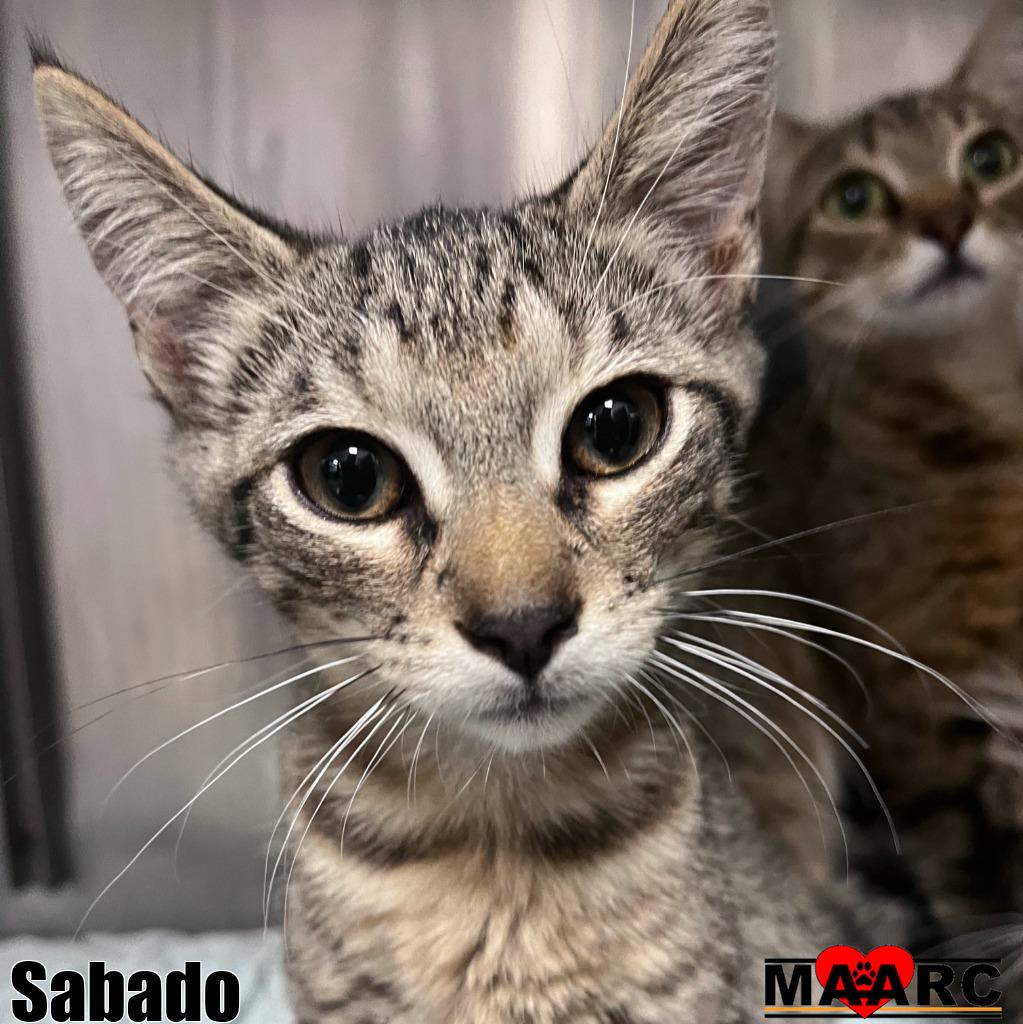 adoptable Cat in Maryville, TN named Sabado