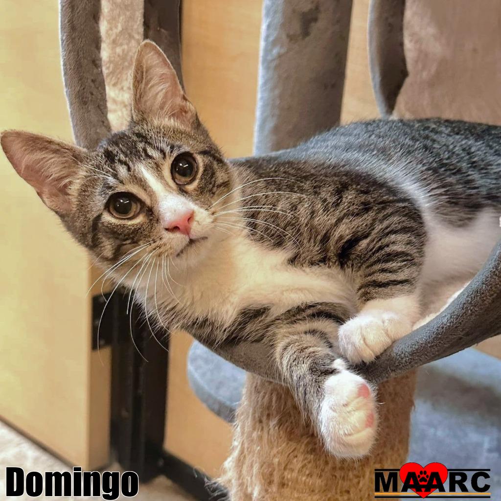 adoptable Cat in Maryville, TN named Domingo