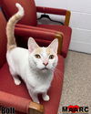 adoptable Cat in Maryville, TN named Bolt