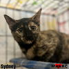 adoptable Cat in Maryville, TN named Sydney