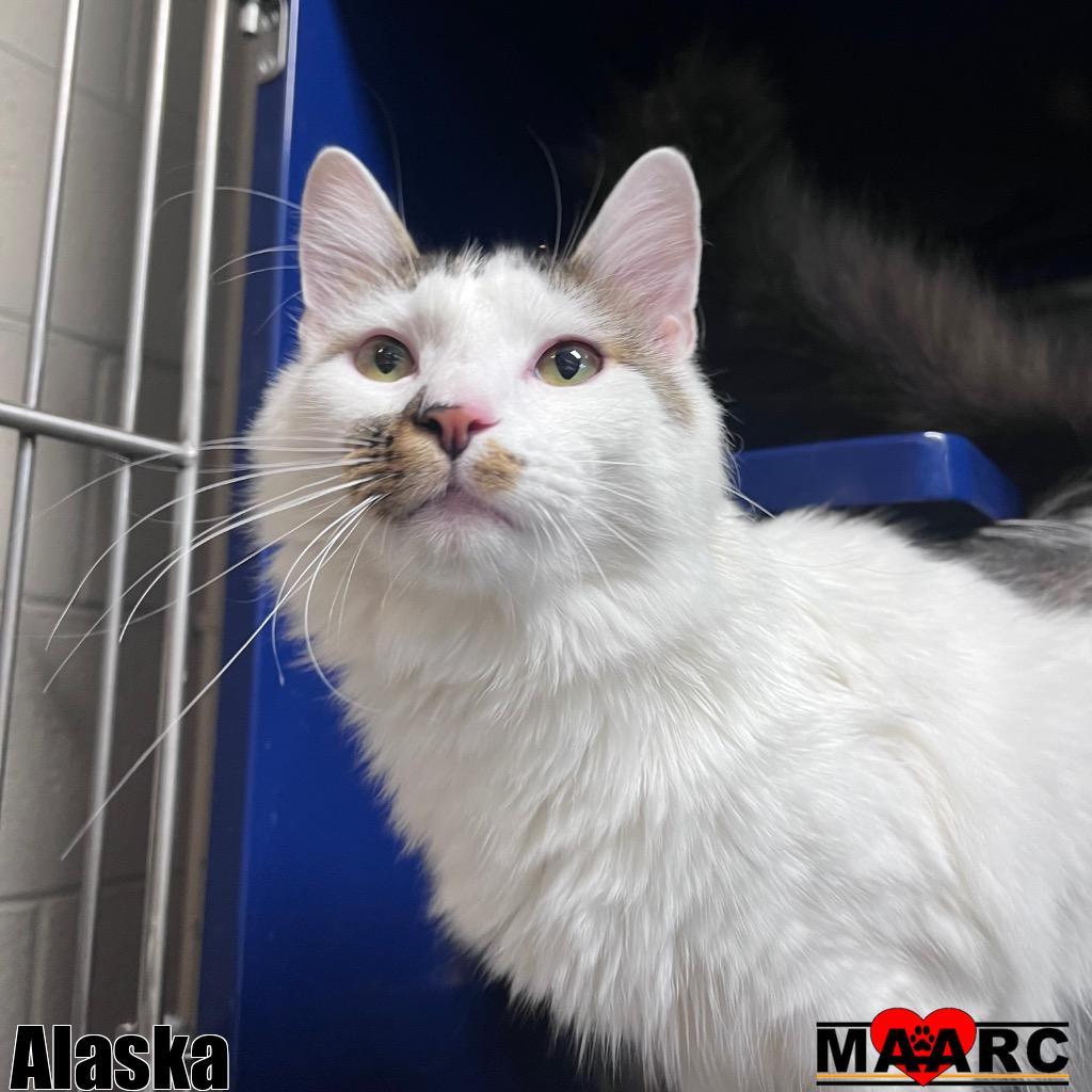 adoptable Cat in Maryville, TN named Alaska