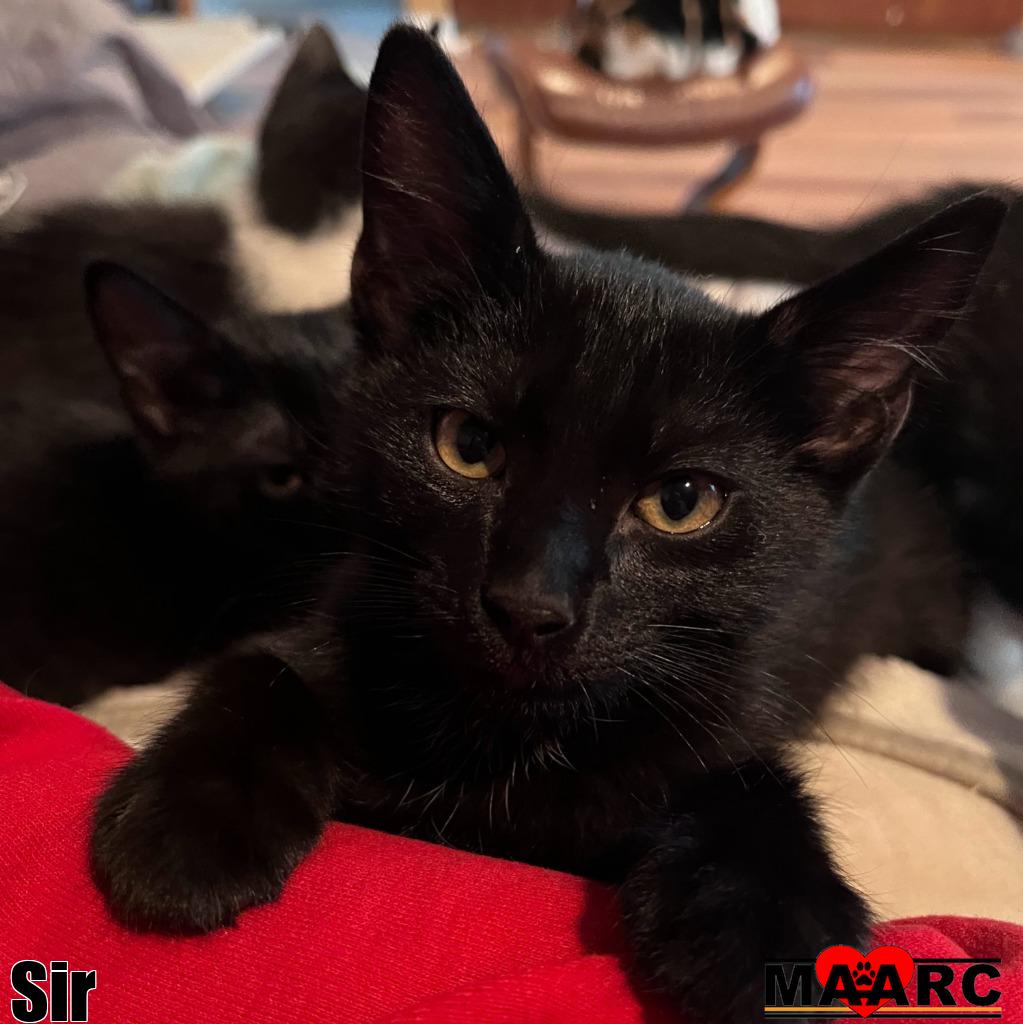 adoptable Cat in Maryville, TN named Sir