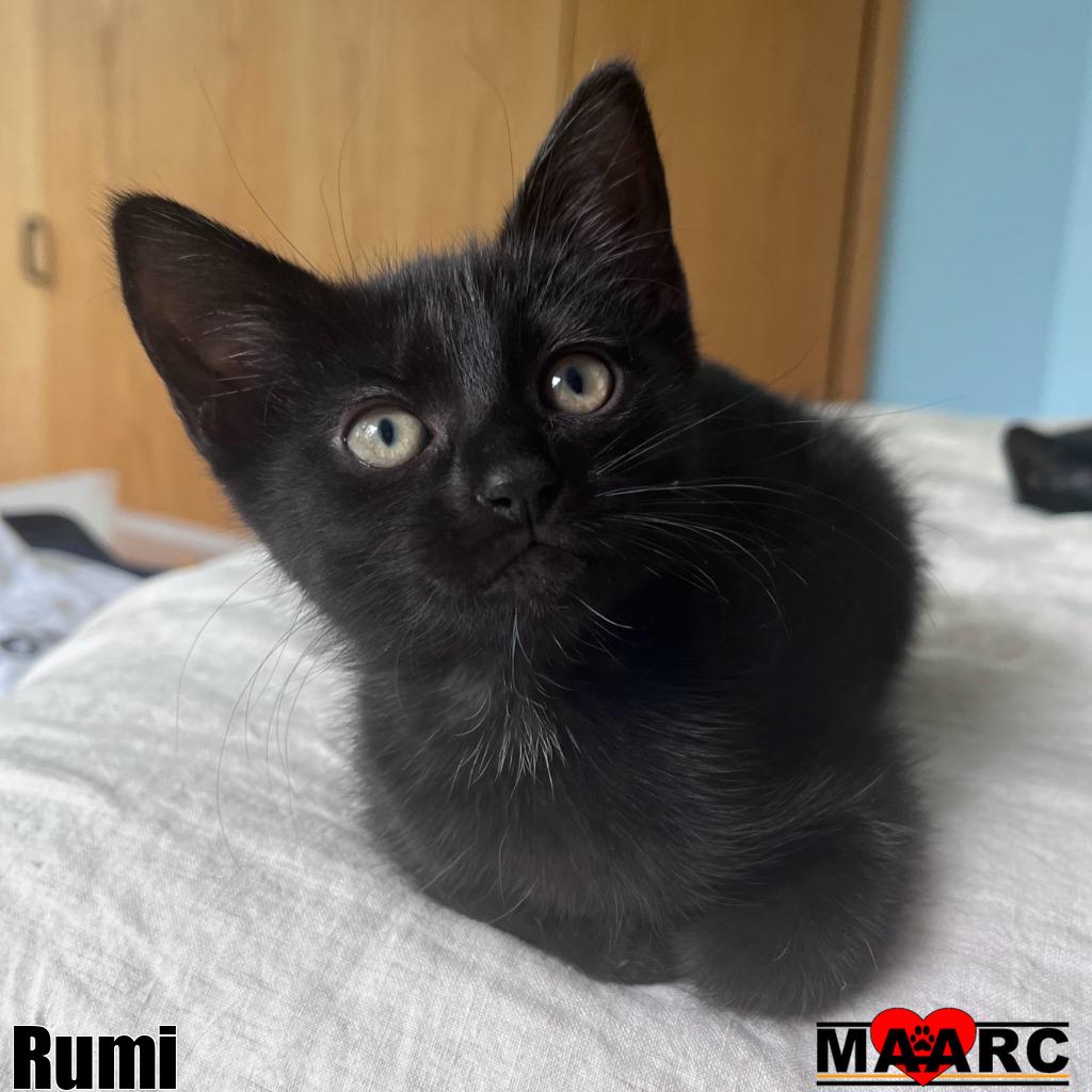 adoptable Cat in Maryville, TN named Rumi