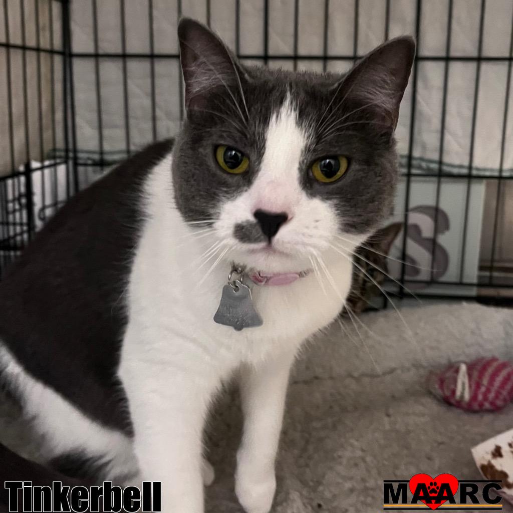 adoptable Cat in Maryville, TN named Tinkerbell